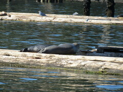 Phoca vitulina richardii