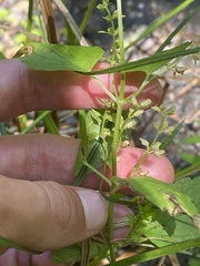 Scutellaria lateriflora