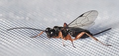Hymenoptera