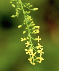 Solidago ulmifolia