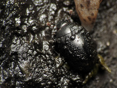 Nosodendron unicolor