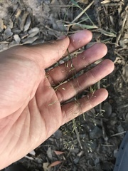 Agrostis perennans