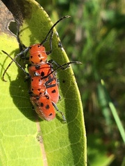 Tetraopes tetrophthalmus