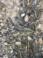 Agrostis perennans