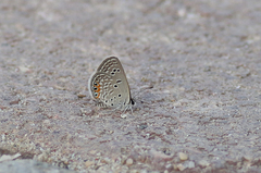 Freyeria trochylus