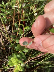 Vaccinium macrocarpon