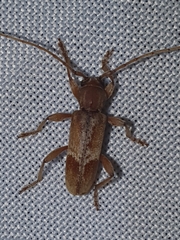 Trichoferus pallidus