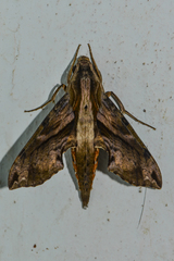 Eupanacra
