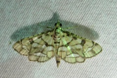 Hileithia magualis
