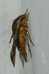 Eupanacra