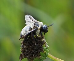 Bombus auricomus