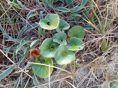 Calystegia soldanella