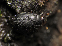 Nosodendron unicolor