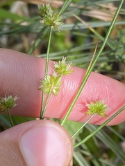 Juncus marginatus