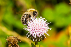 Bombus pascuorum