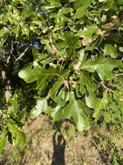 Quercus