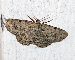 Ectropis crepuscularia