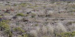 Aloe claviflora