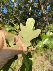 Quercus