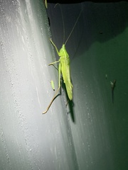 Neoconocephalus retusus