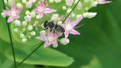 Megachile rotundata