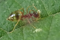 Prenolepis imparis