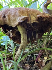 Pholiota spumosa