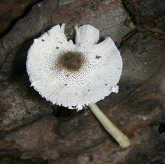 Lepiota phaeosticta