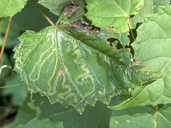 Phyllocnistis vitegenella