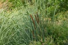 Typha angustifolia