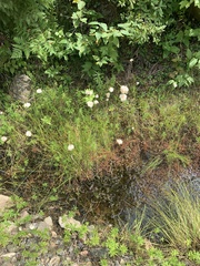 Eriophorum virginicum