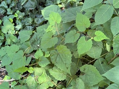 Phyllocnistis vitegenella