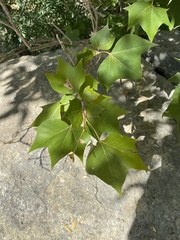 Platanus