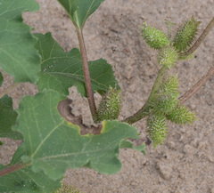 Xanthium orientale