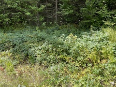 Rubus allegheniensis