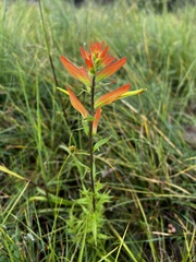Castilleja tenuiflora