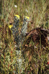 Xiphotheca fruticosa