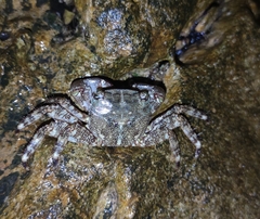 Pachygrapsus marmoratus