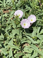 Convolvulus