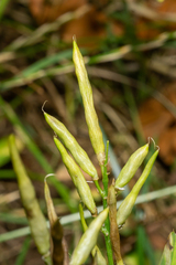 Galega officinalis