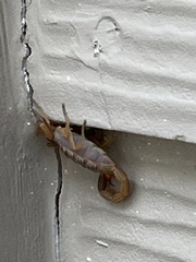 Centruroides vittatus