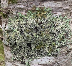 Parmelia squarrosa