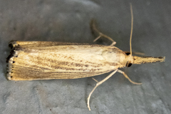 Agriphila vulgivagellus