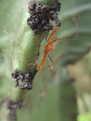 Ricolla quadrispinosa
