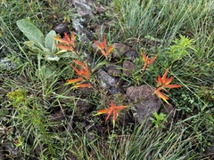 Castilleja tenuiflora