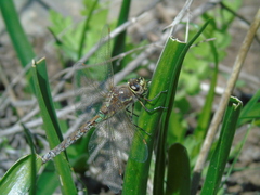 Rhionaeschna diffinis