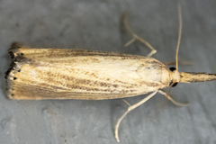 Agriphila vulgivagellus