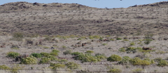 Aloe claviflora