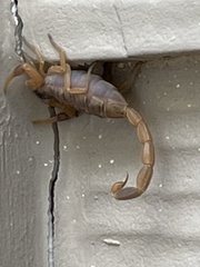 Centruroides vittatus