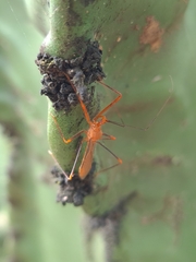 Ricolla quadrispinosa